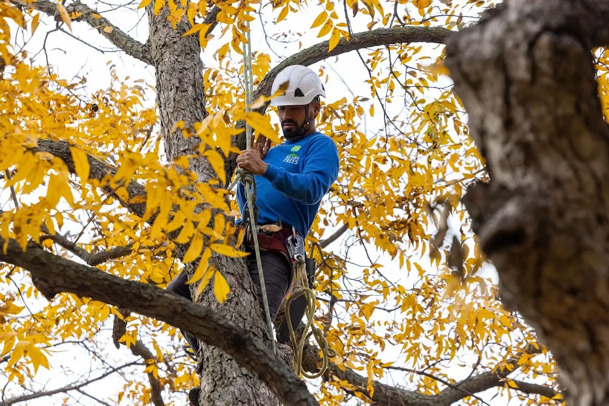 Skilled Tree Planing crew working in Cranbury